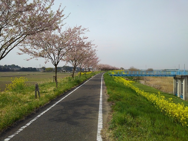 桜 05